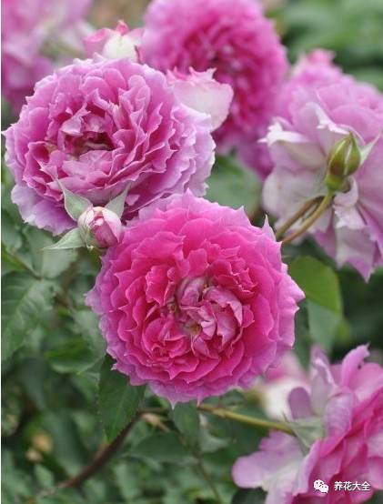 最美的十款月季品种推荐 (十种绝美的月季)