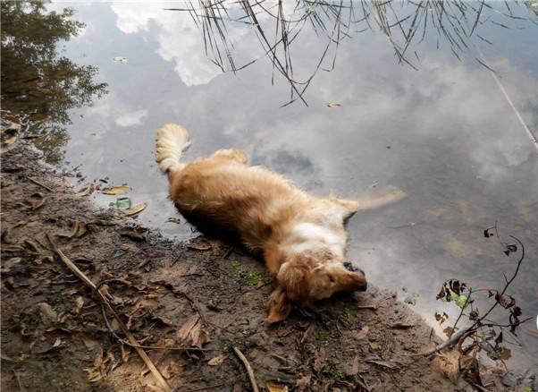 夏天狗狗中暑怎么办,狗狗中暑后抢救过来