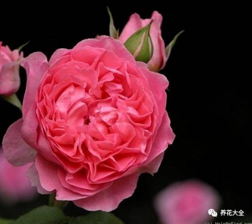 最美的十款月季品种推荐 (十种绝美的月季)