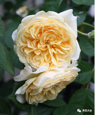 最美最高端的30款月季 (十种绝美的月季)