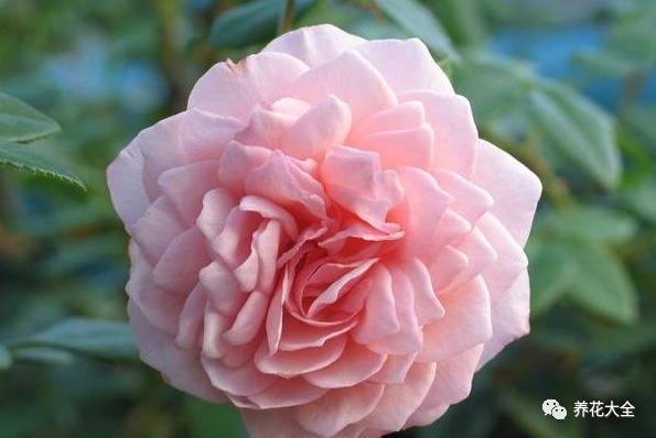 最美最高端的30款月季 (十种绝美的月季)