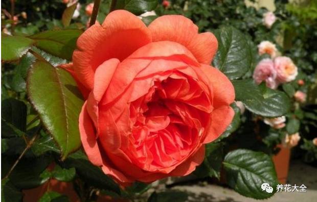 最美的十款月季品种推荐 (十种绝美的月季)