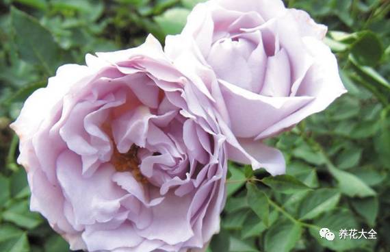 最美最高端的30款月季 (十种绝美的月季)