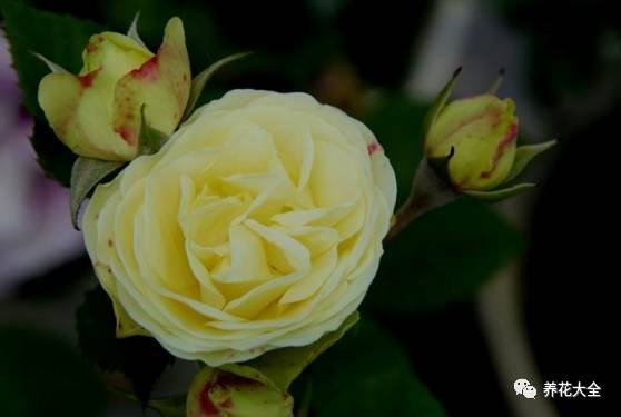 最美的十款月季品种推荐 (十种绝美的月季)