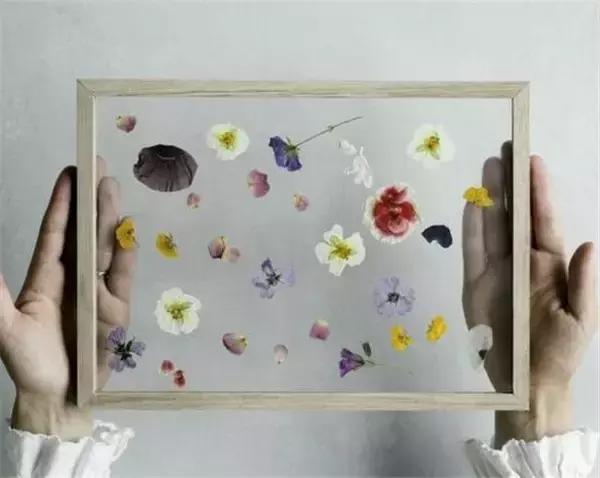 植物标本挂在墙上好看 (植物标本挂墙上)