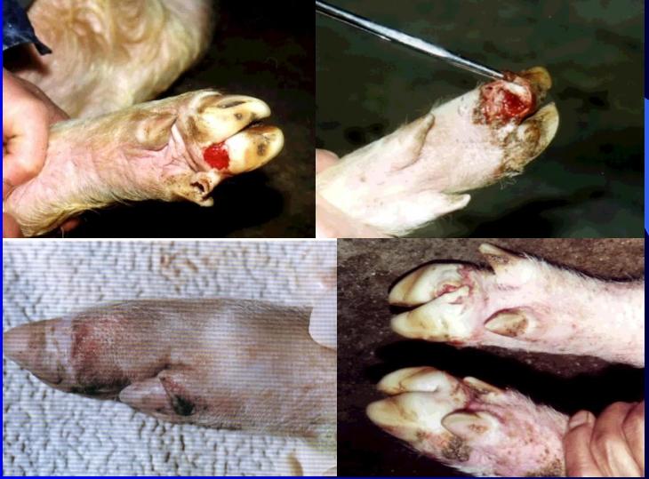 如何预防口蹄疫烂蹄子,口蹄疫防治知识问答