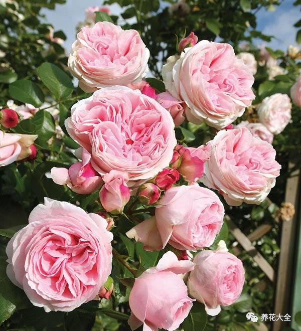 最美最高端的30款月季 (十种绝美的月季)