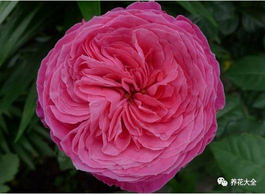 最美的十款月季品种推荐 (十种绝美的月季)