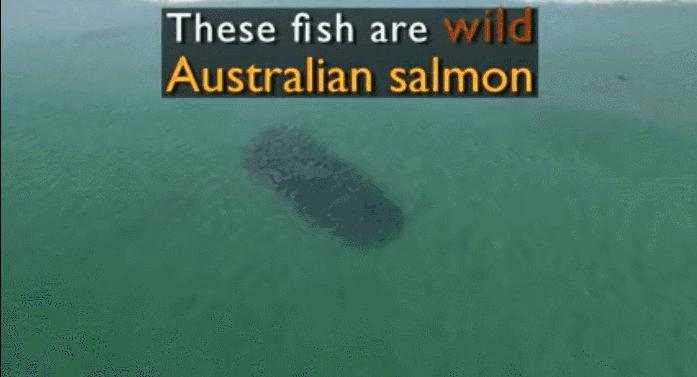 真正的野生三文鱼,我国野生三文鱼