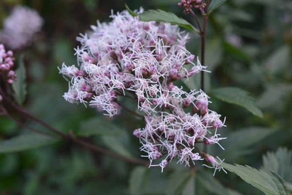 消化不良、口中粘腻、有异味怎么办？可用此物来泡茶！