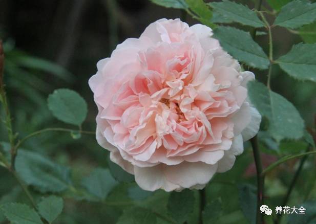 最美的十款月季品种推荐 (十种绝美的月季)