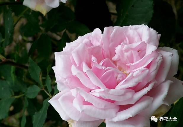 最美最高端的30款月季 (十种绝美的月季)