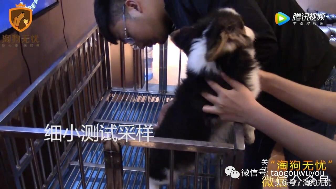 狗狗出售成本多少,狗狗卖出去注意事项