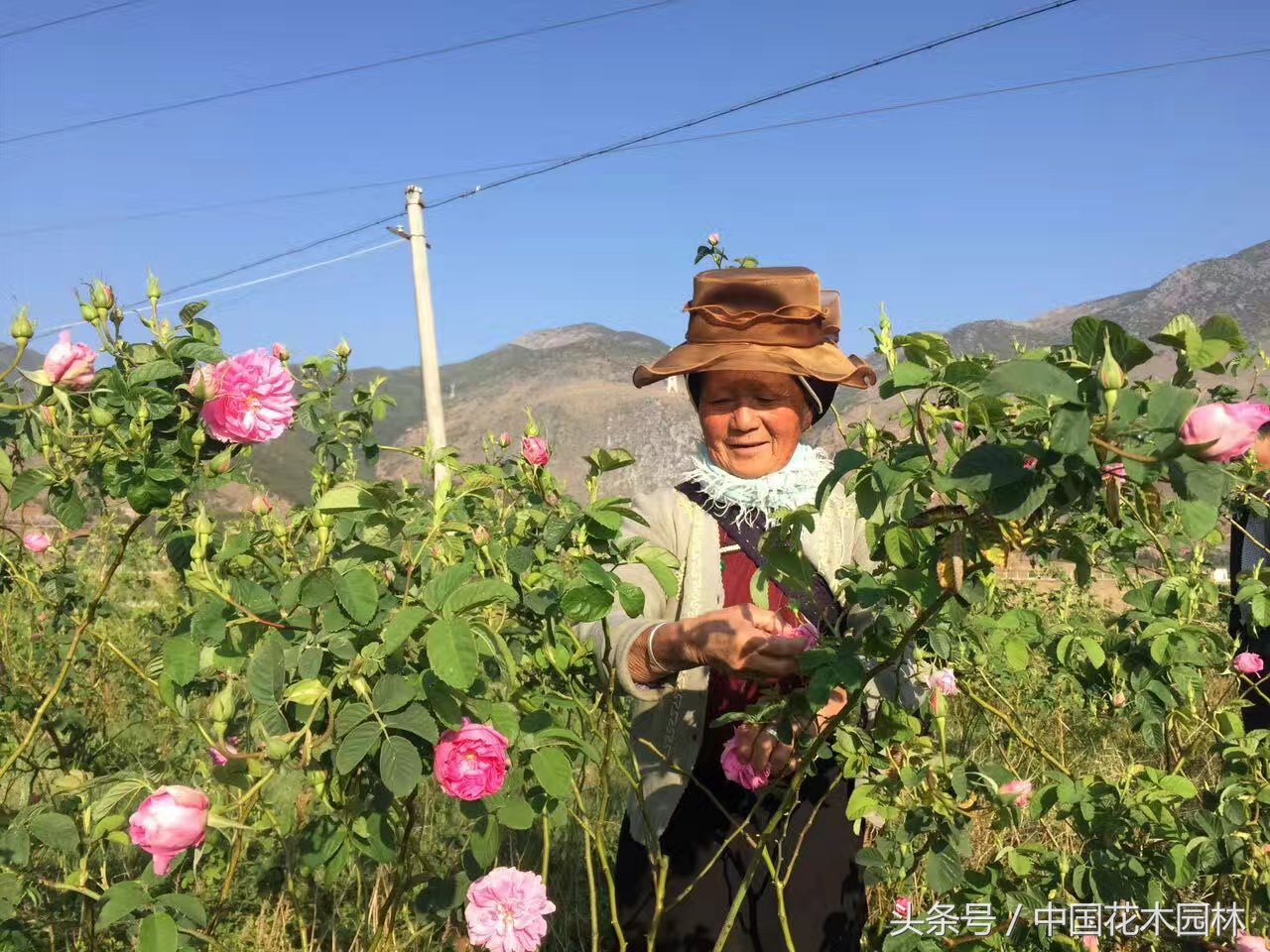 云南有机食用玫瑰种植基地,云南食用玫瑰