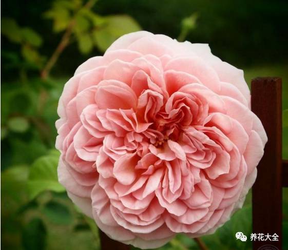 最美最高端的30款月季 (十种绝美的月季)