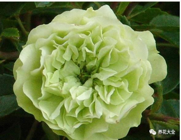 最美的十款月季品种推荐 (十种绝美的月季)