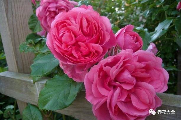 最美的十款月季品种推荐 (十种绝美的月季)