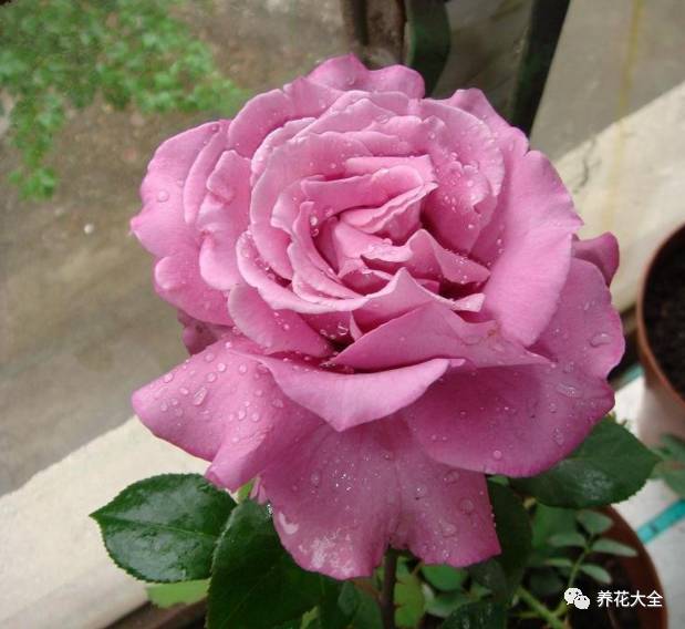 最美的十款月季品种推荐 (十种绝美的月季)