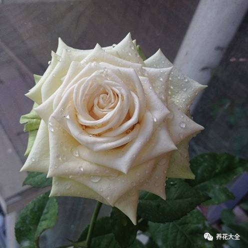 最美的十款月季品种推荐 (十种绝美的月季)