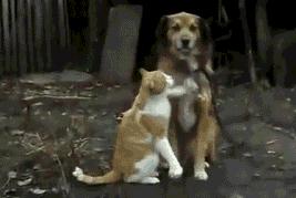 母荷兰猪可以做绝育手术吗,两只不同的荷兰猪可以绝育吗