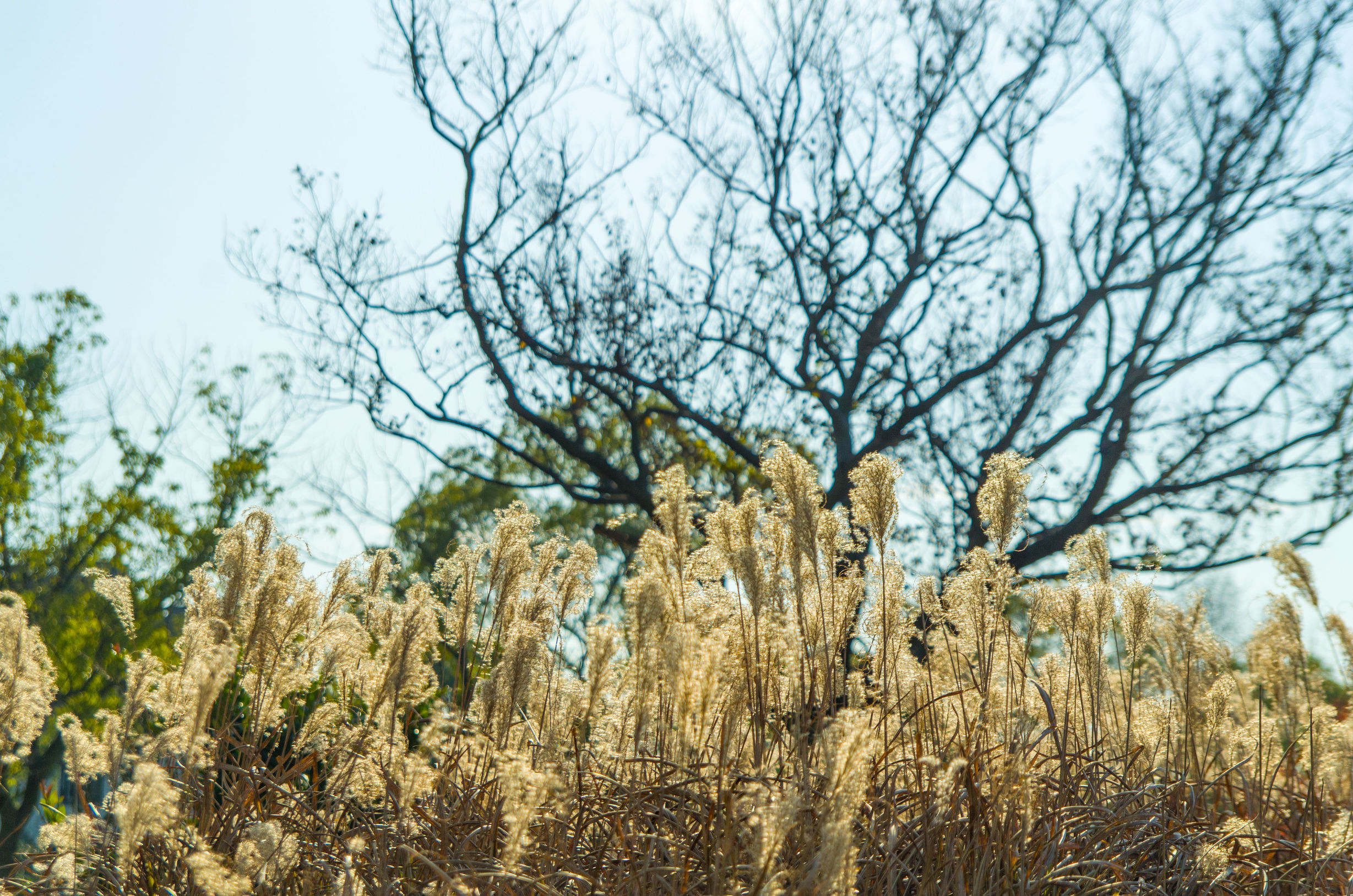摄影小白推荐相机300左右,拍照好的长焦镜头推荐