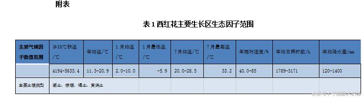 藏红花生长在什么地方最有价值,藏红花哪些省份可以种植