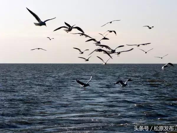 吉林松原大米好吃吗,松原市大米怎么样