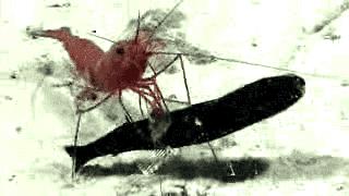 还敢骑皮皮虾？虾表示我们不是好惹的！