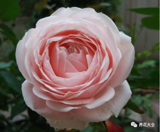 最美最高端的30款月季 (十种绝美的月季)