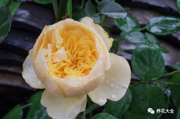 最美最高端的30款月季 (十种绝美的月季)