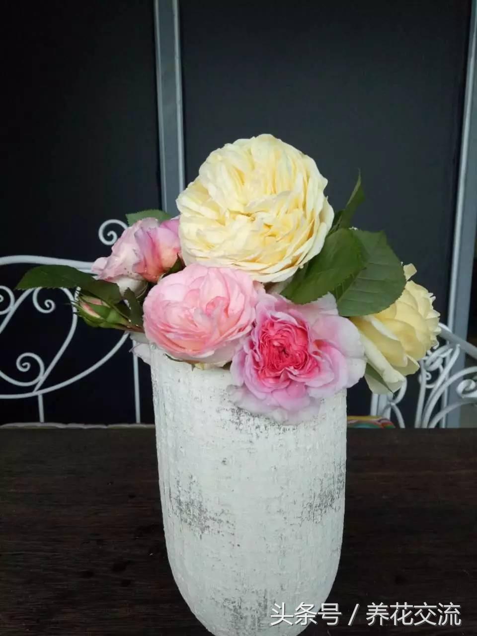 为什么别人养的月季那么好,养好月季真正秘诀