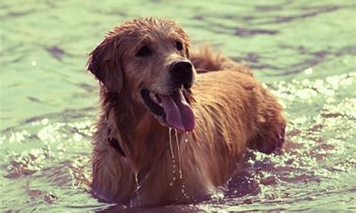 狗中暑喝藿香正气水可以吗,狗放车里中暑了怎么处理