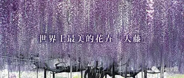 送走了樱花,去日本最梦幻公园吃紫藤花冰激凌吧