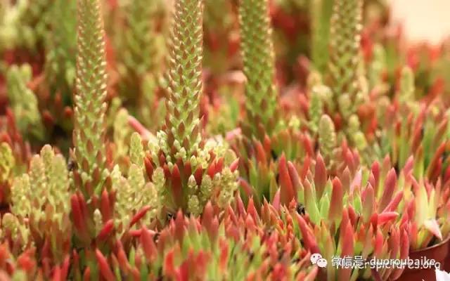 杀虫气雾剂能给多肉喷小黑飞吗,给多肉喷杀虫剂浓度高了有影响吗