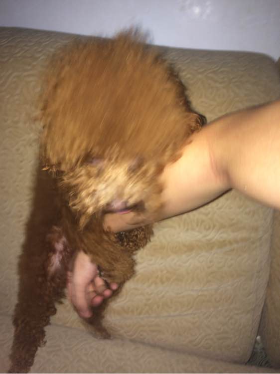 母狗烦躁怎么办,母狗一直哼唧焦躁不安怎么办