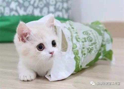 怎么看猫咪有没有猫藓啊,你的猫咪有什么坏习惯