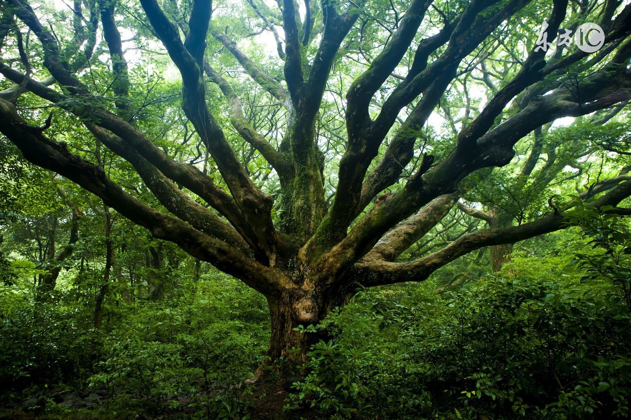 重读漆原友纪的虫师，想寻找片刻的宁静