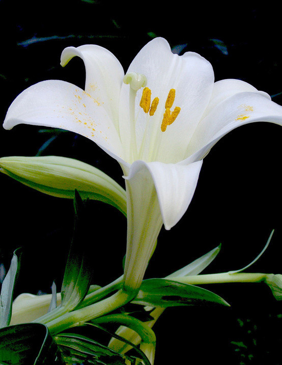 母亲节送什么花最好最合适呢,母亲节送什么花最好最实用