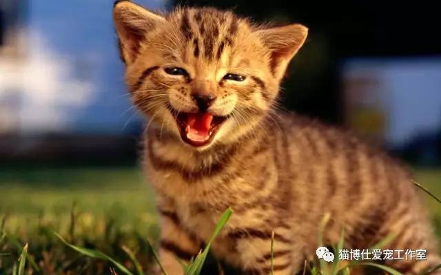 怎么看猫咪有没有猫藓啊,你的猫咪有什么坏习惯