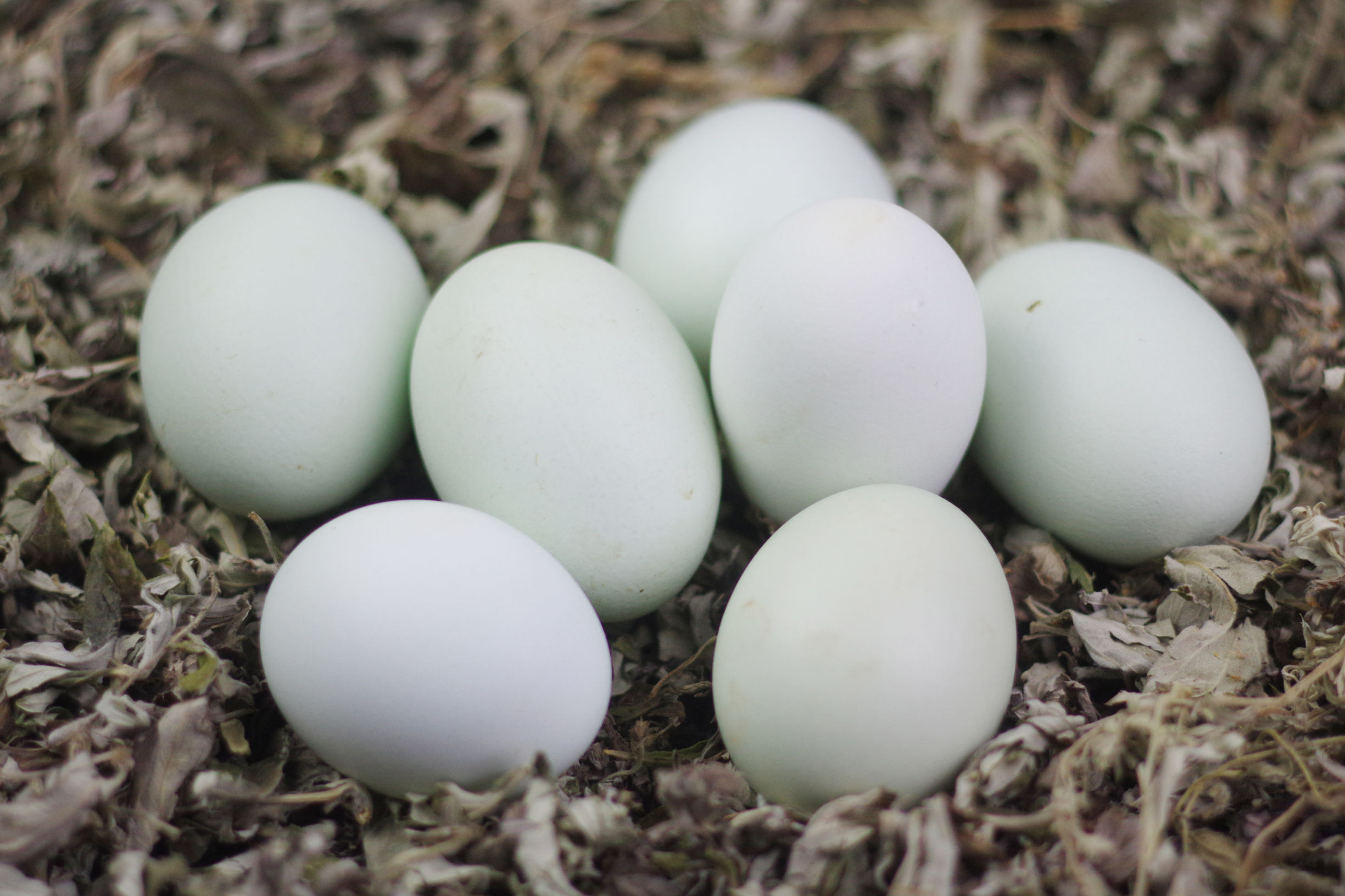 暖宫小秘方——艾草紫苏煮绿壳蛋