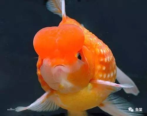 什么品种金鱼适合玻璃缸养,金鱼最好养的是什么品种