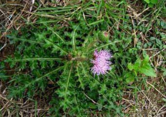 地里常见杂草竟然是草药,农村常见的中草药种植回收