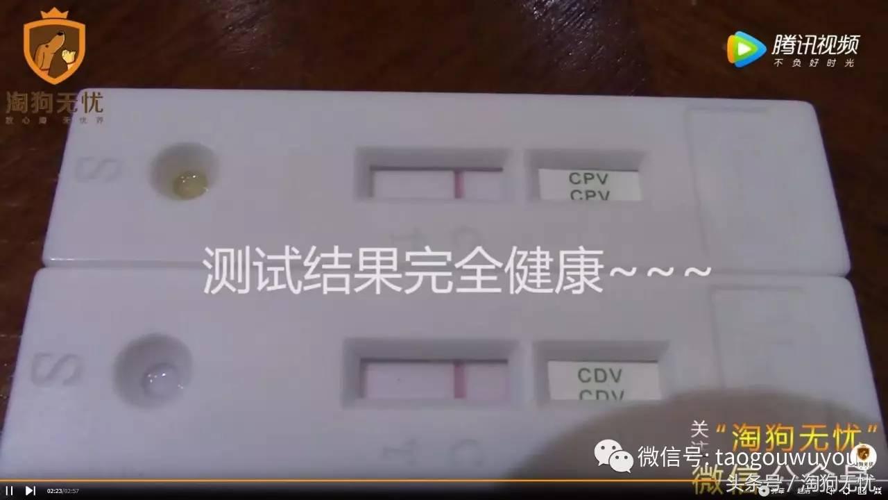 狗狗出售成本多少,狗狗卖出去注意事项