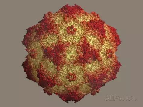 狗狗便血一般是什么原因,狗狗便血是感染哪种寄生虫