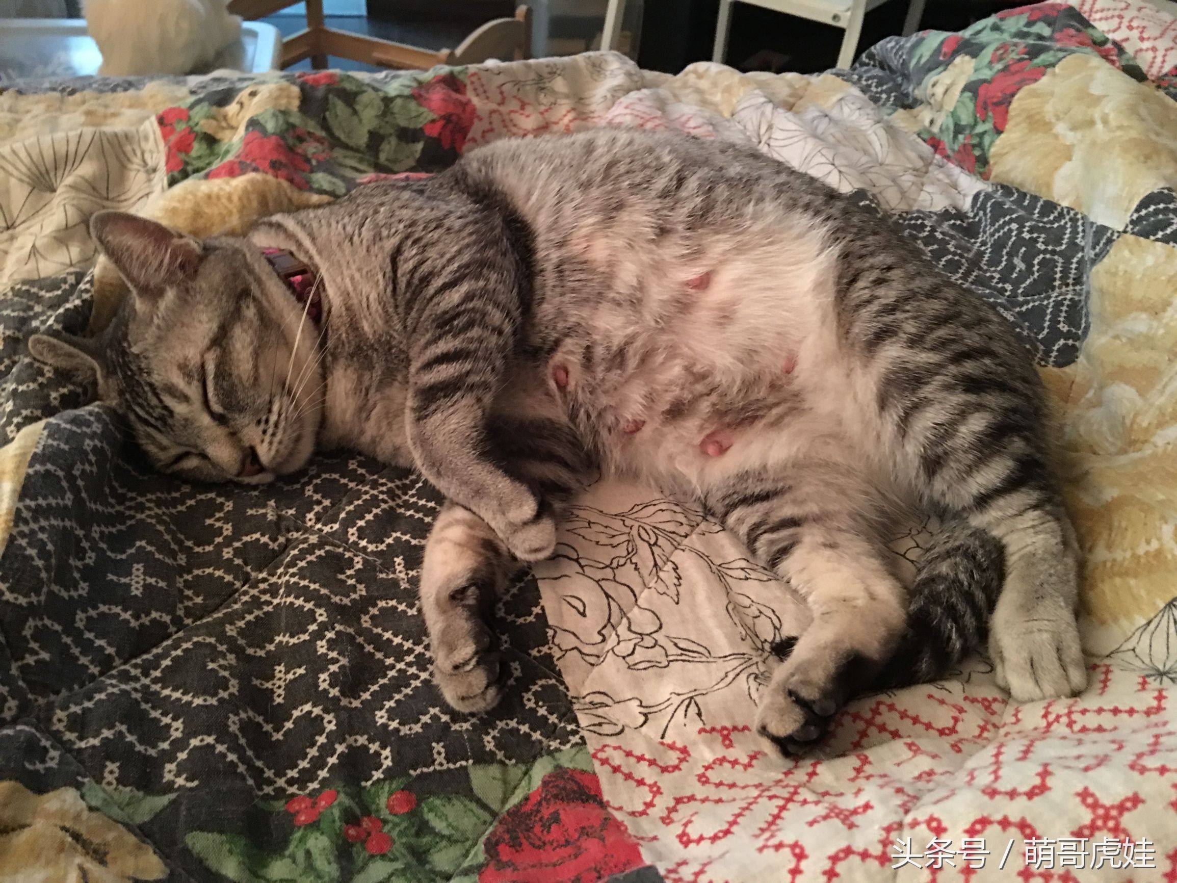 家里的母猫没有怀孕咪咪却变大了，铲屎的：你在外面都干了什么？