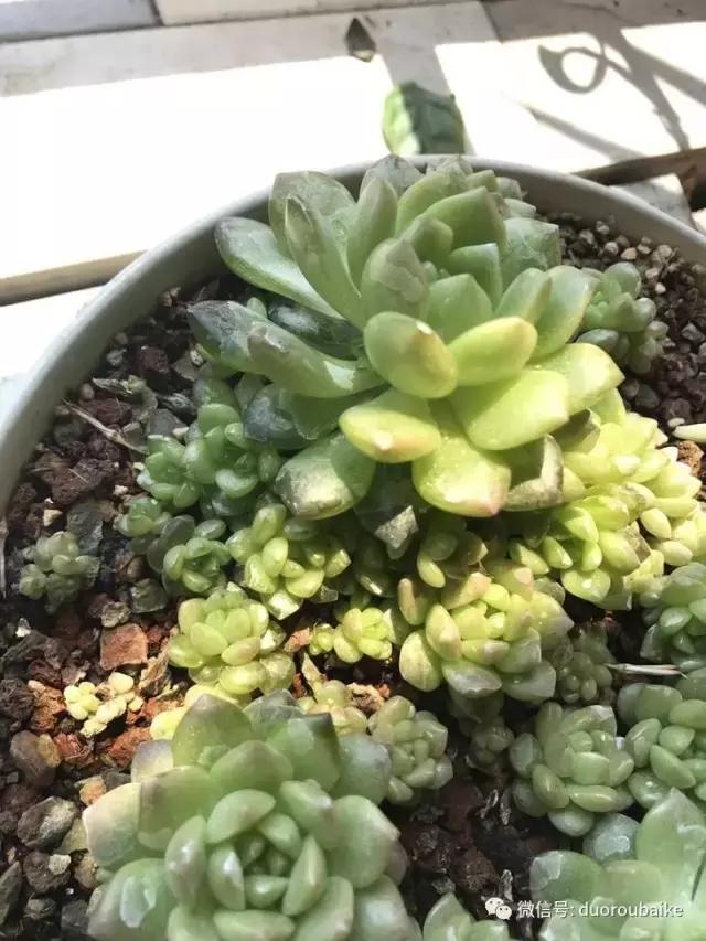 杀虫气雾剂能给多肉喷小黑飞吗,给多肉喷杀虫剂浓度高了有影响吗