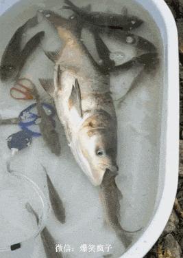 我有一个大胆的想法表情包动图,我有一个大胆的想法幽默搞笑