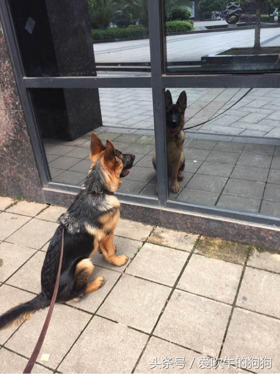 德牧幼犬趴蹄属于什么情况,三个月的幼犬趴蹄啥问题呢