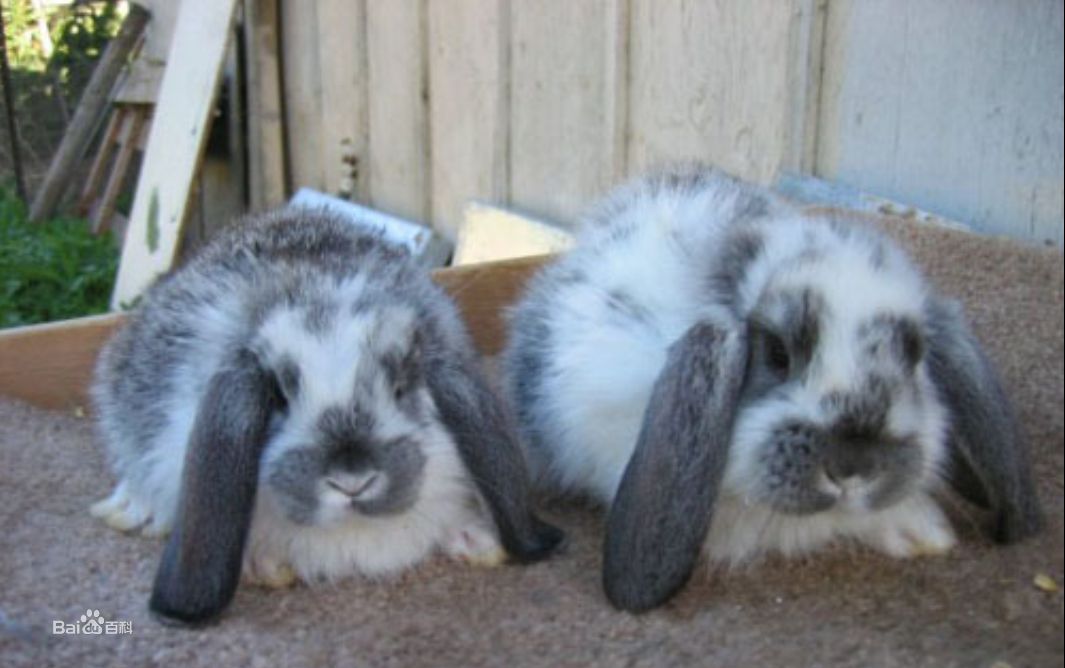 兔子的种类一共有多少种,兔子一共有多少种种类