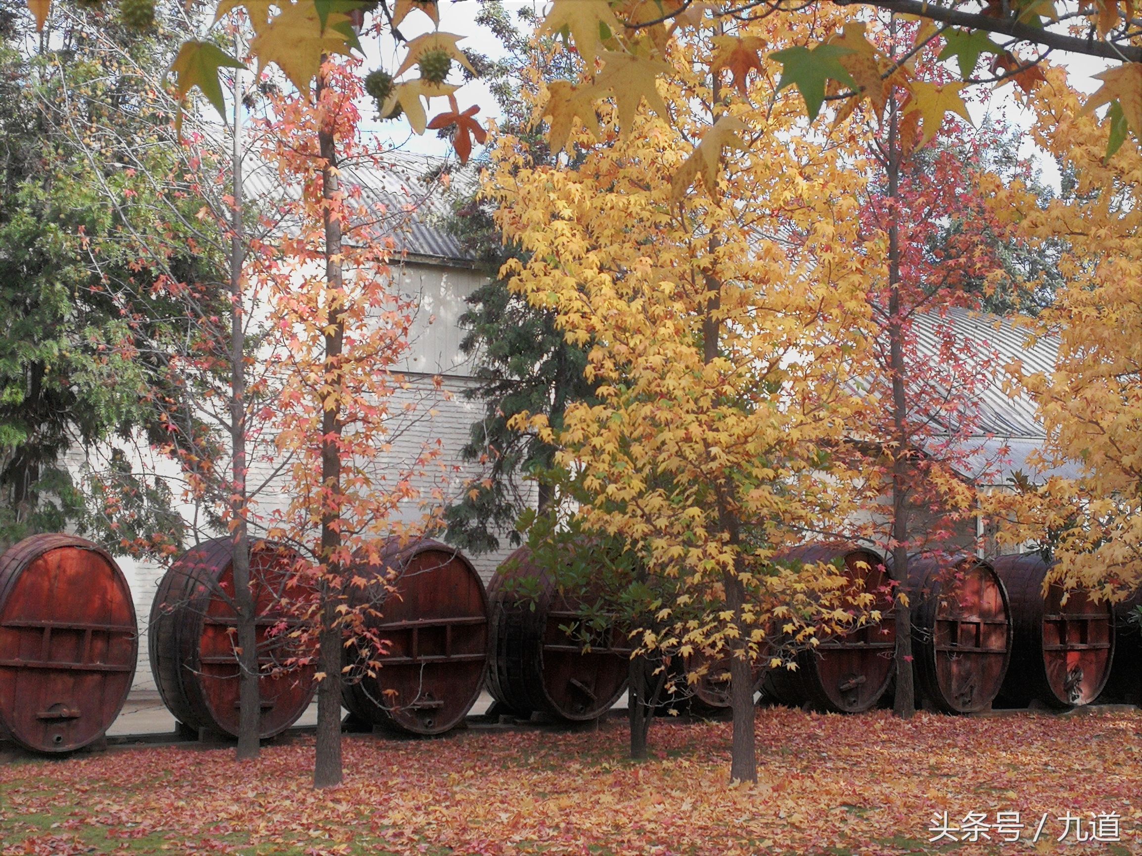 智利佳美娜酒,智利佳美娜品牌推荐